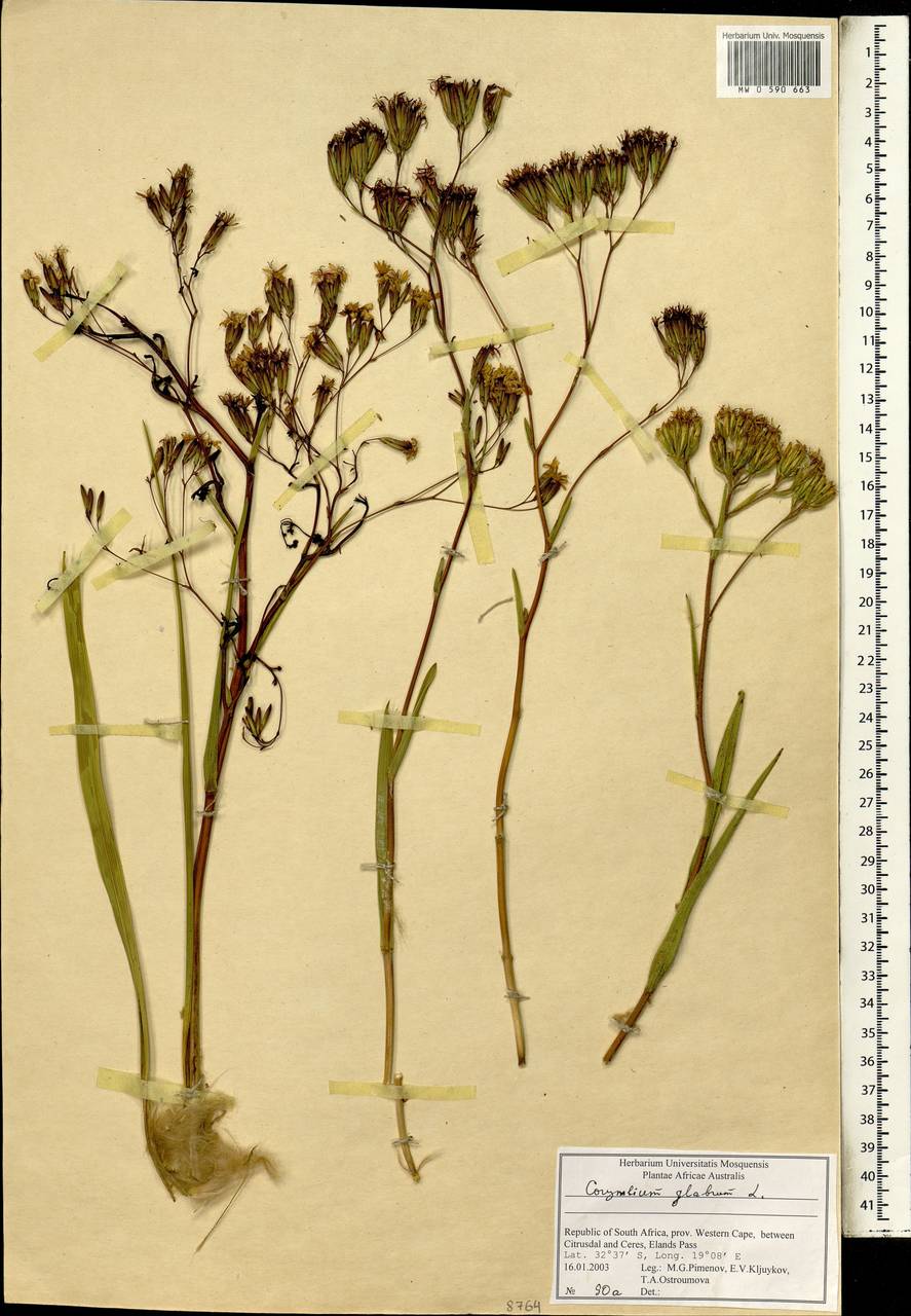 Corymbium glabrum L., Africa (AFR) (South Africa)