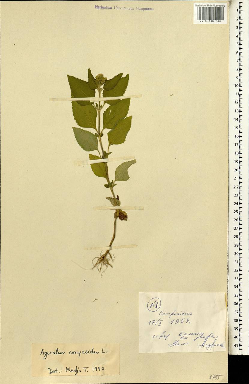 Ageratum conyzoides L., Africa (AFR) (Mali)