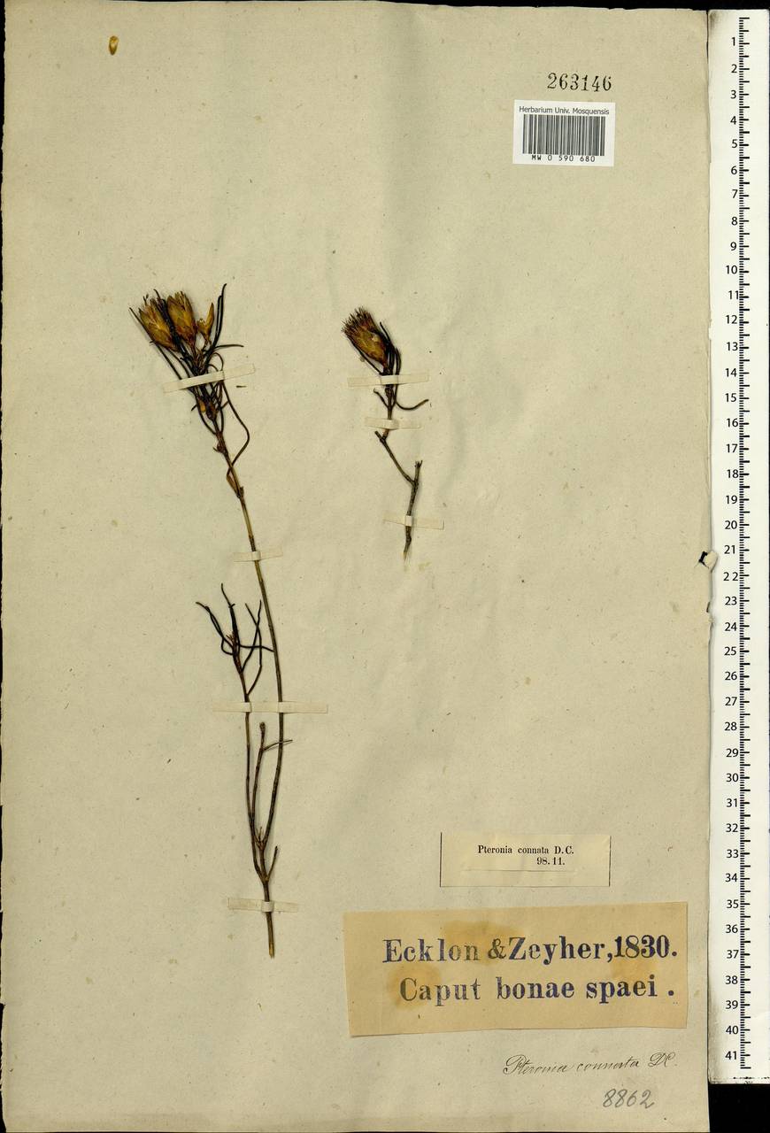 Pteronia flexicaulis L.f., Africa (AFR) (South Africa)