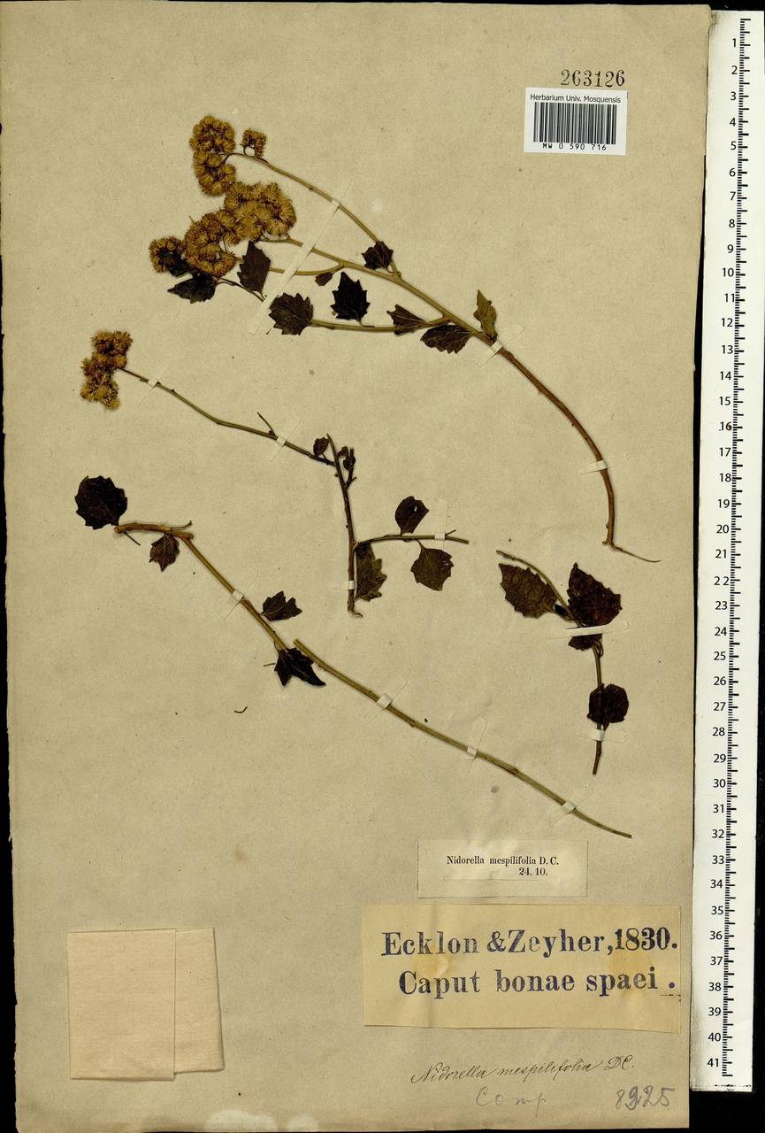 Microglossa mespilifolia (Less.) B.L.Rob., Africa (AFR) (South Africa)