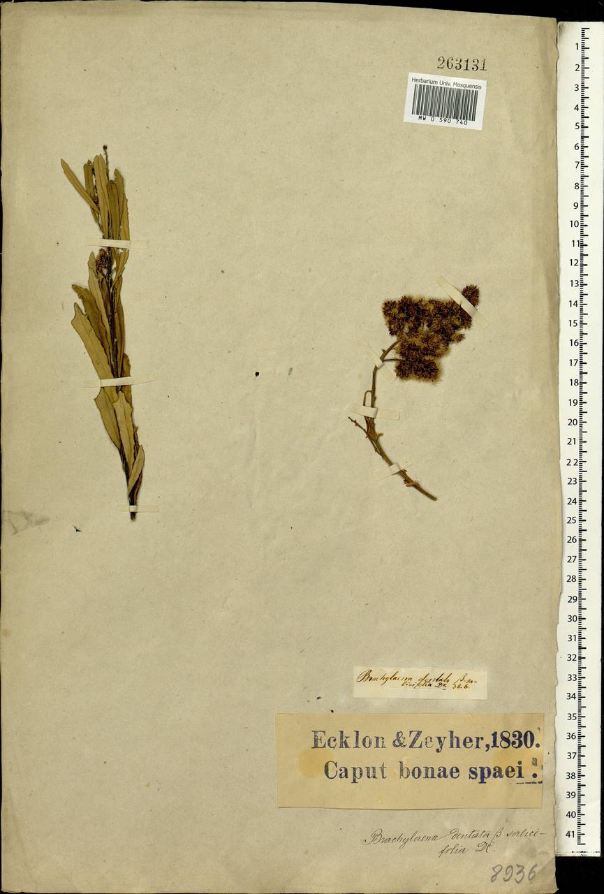 Brachylaena elliptica (Thunb.) Less., Africa (AFR) (South Africa)