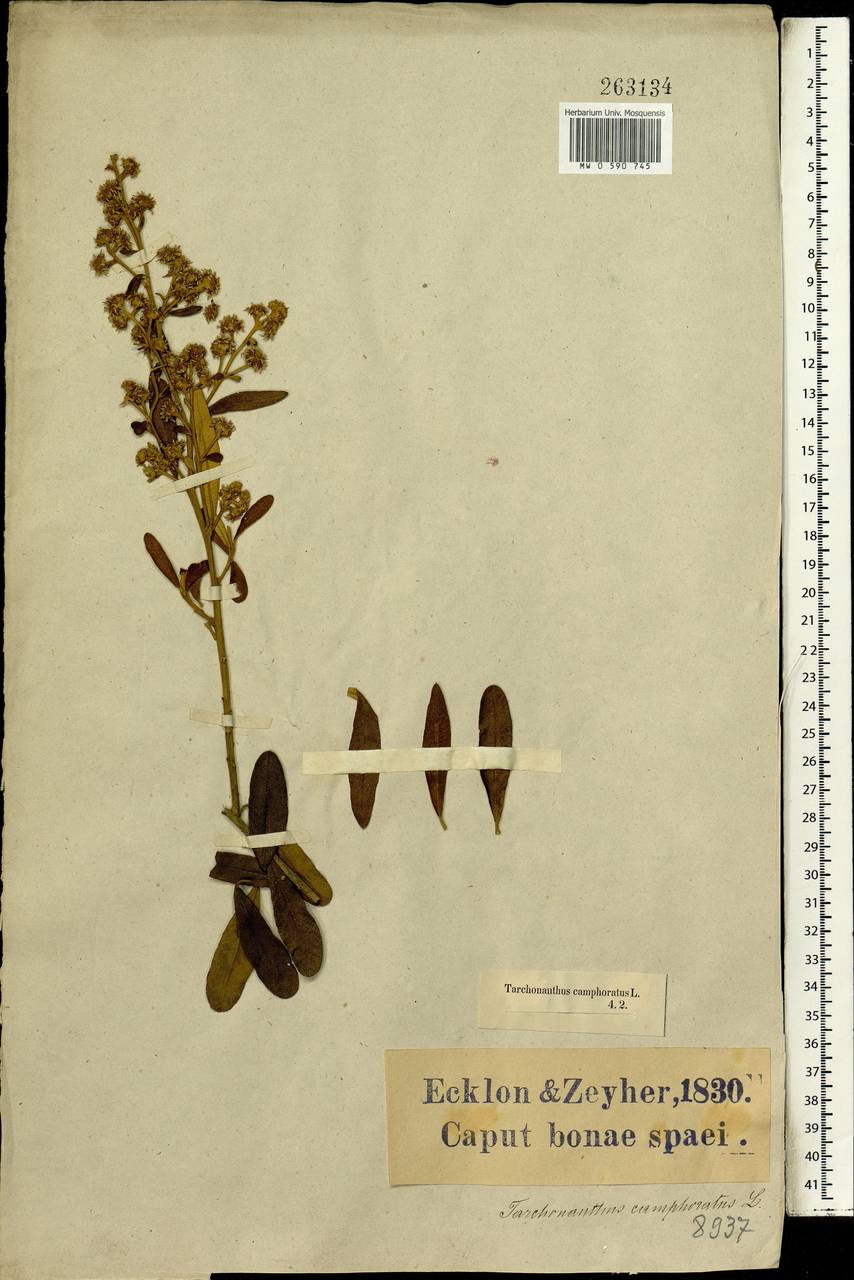 Tarchonanthus camphoratus L., Africa (AFR) (South Africa)