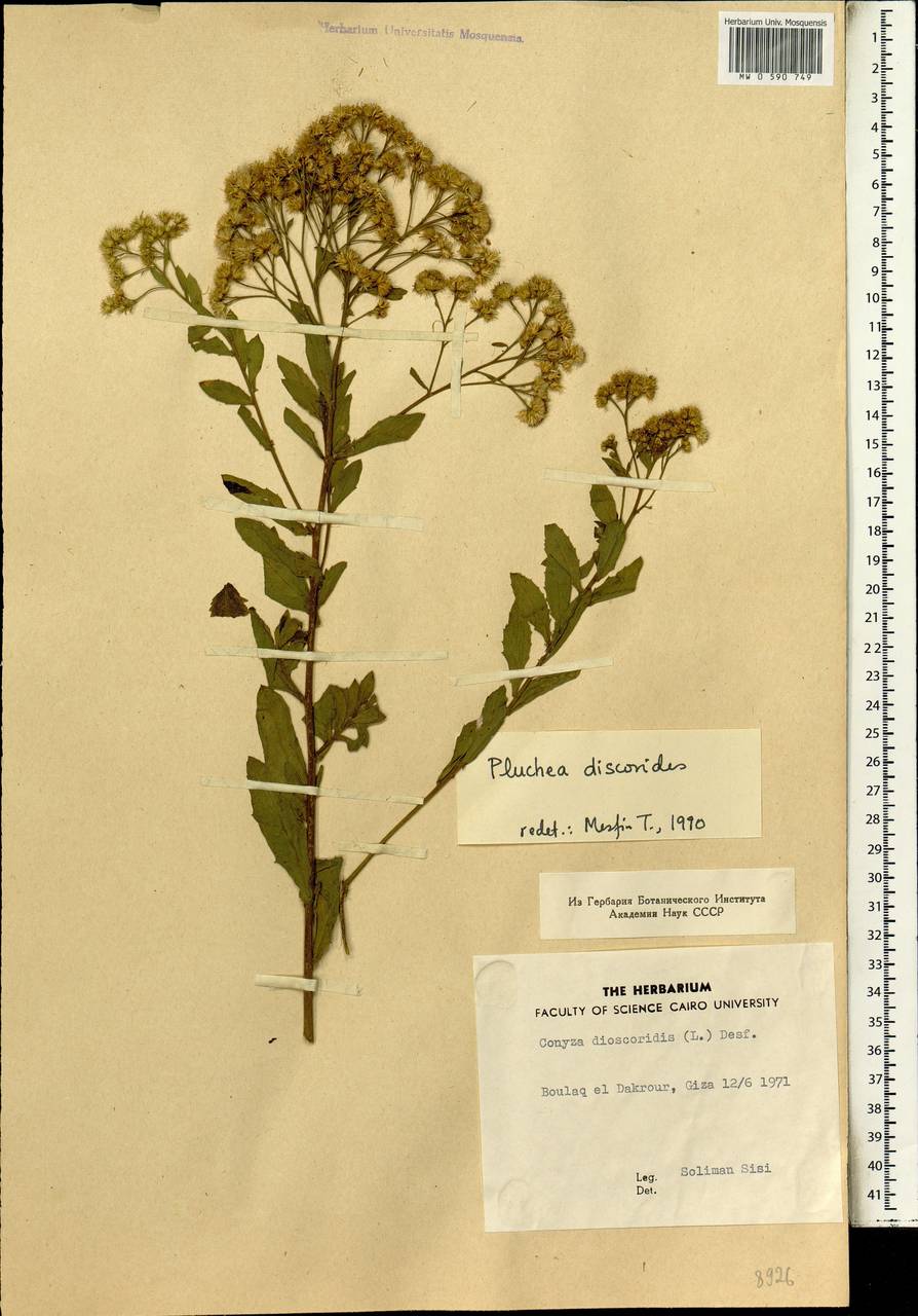 Pluchea dioscoridis (L.) DC., Africa (AFR) (Egypt)