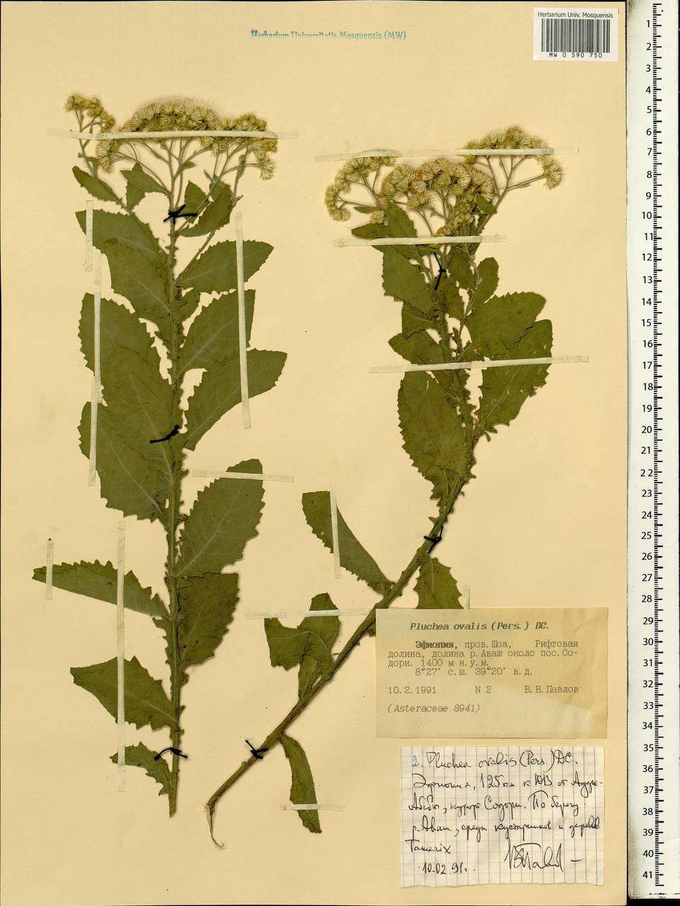 Pluchea ovalis (Pers.) DC., Africa (AFR) (Ethiopia)