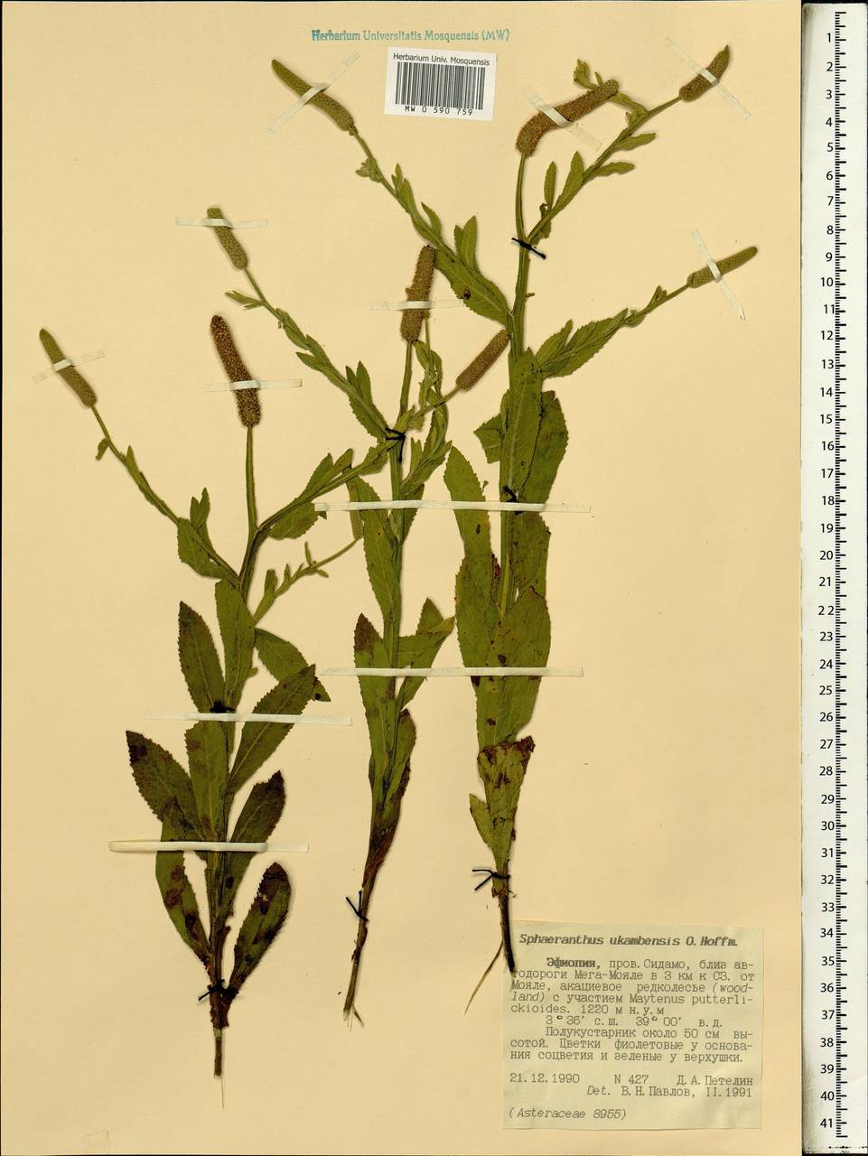 Sphaeranthus ukambensis Vatke & O. Hoffm. ex O. Hoffm., Africa (AFR) (Ethiopia)