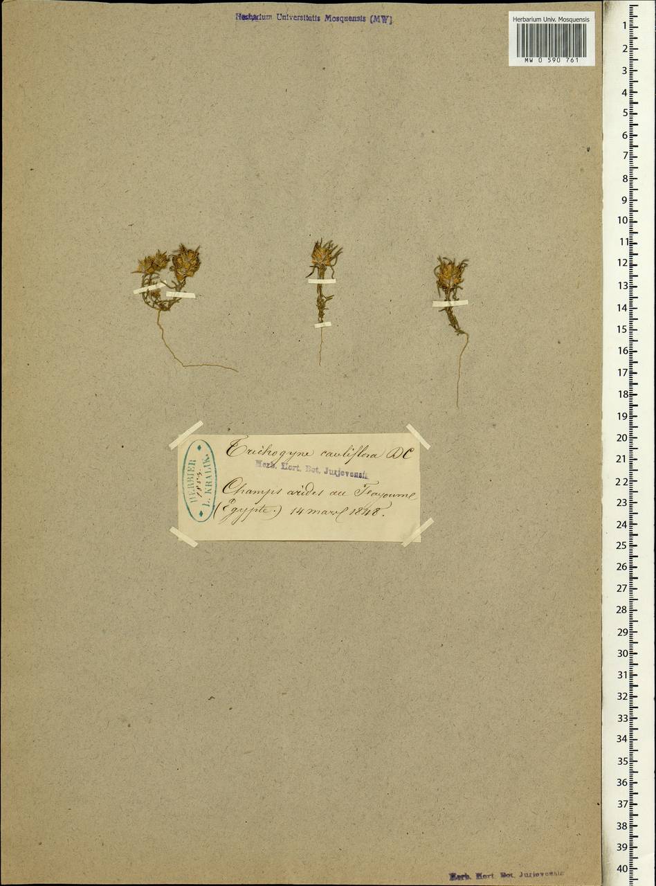 Ifloga spicata (Forssk.) Sch.Bip., Africa (AFR) (Egypt)