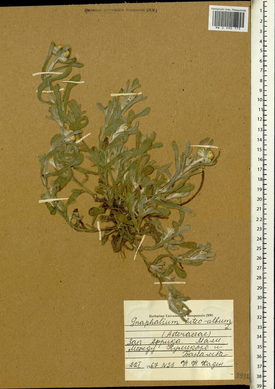 Pseudognaphalium luteoalbum (L.) Hilliard & B.L.Burtt, Africa (AFR) (Mali)