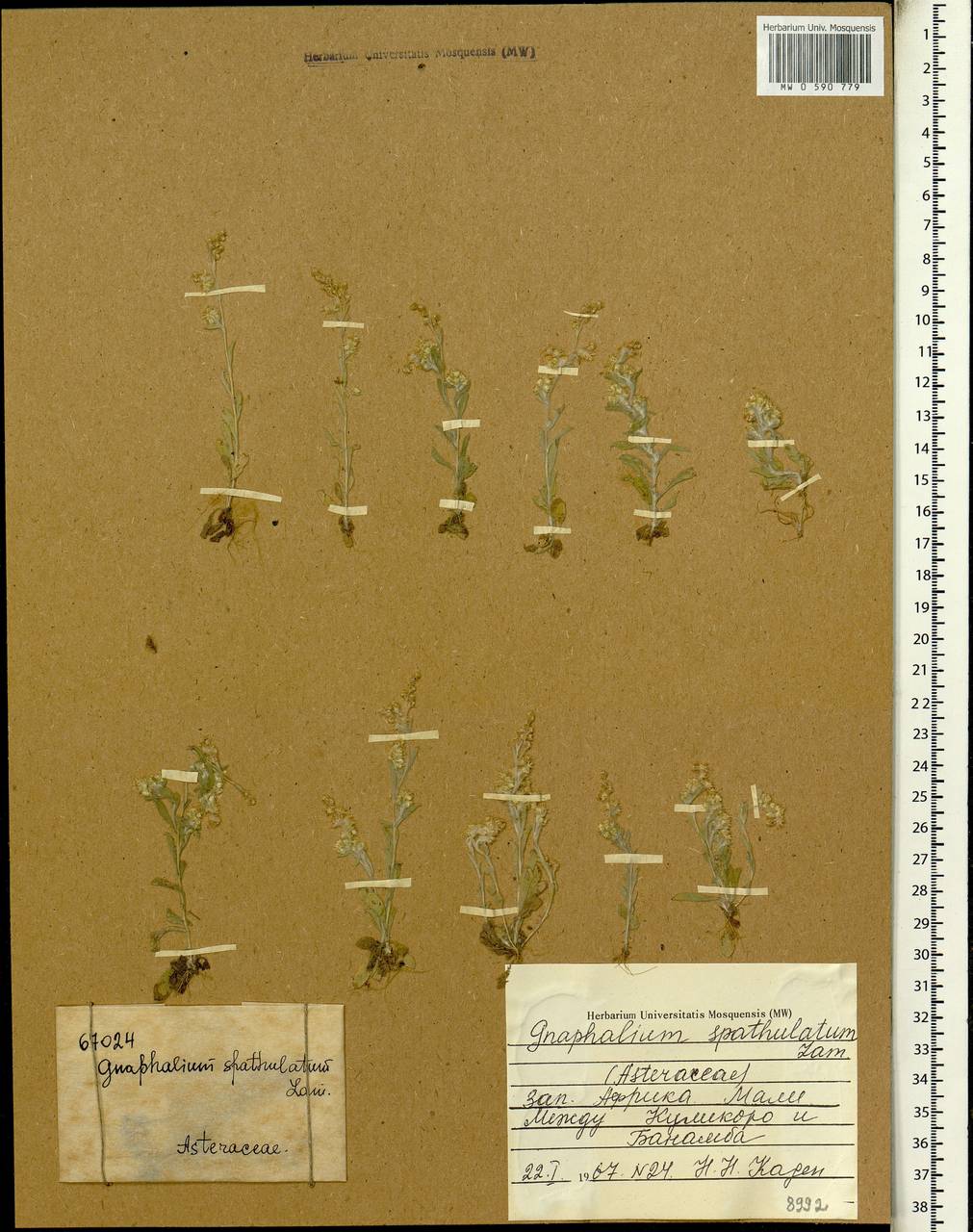 Gamochaeta pensylvanica (Willd.) Cabrera, Africa (AFR) (Mali)