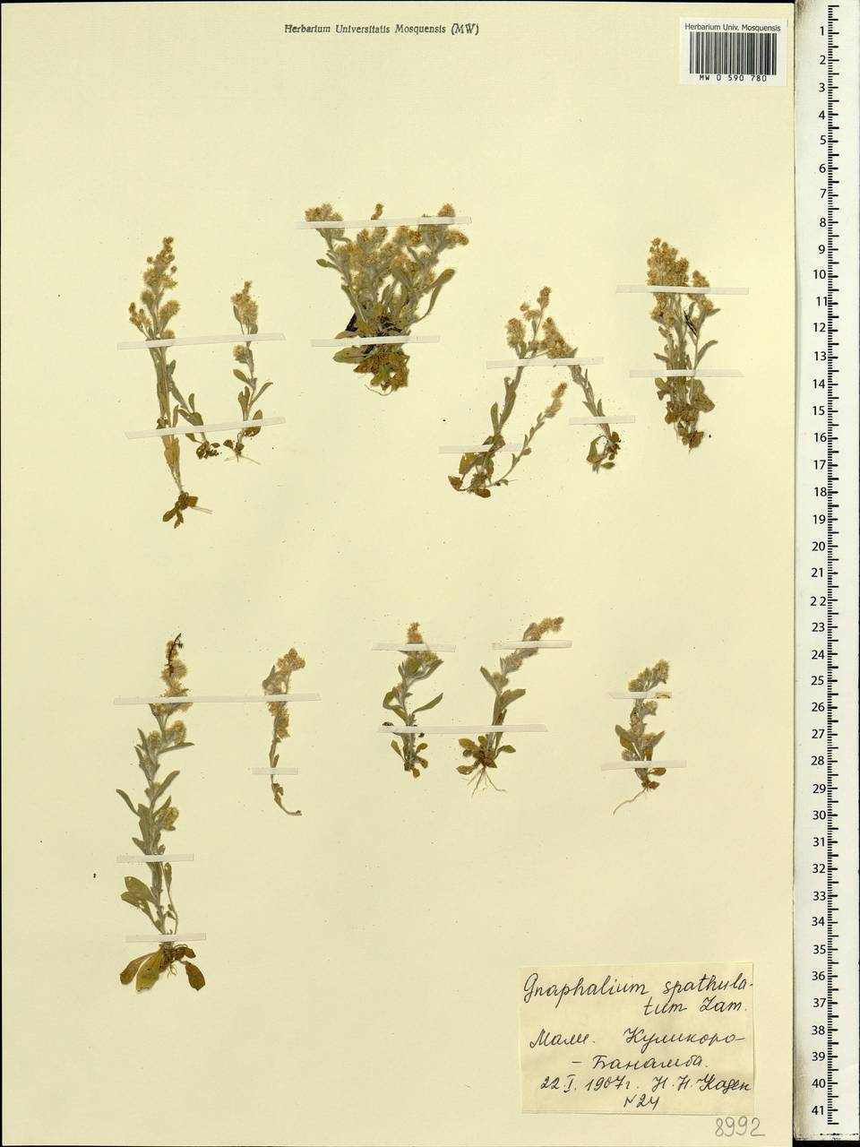 Gamochaeta pensylvanica (Willd.) Cabrera, Africa (AFR) (Mali)
