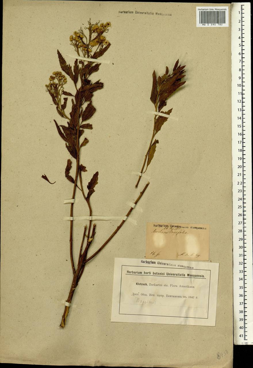 Nidorella ivifolia (L.) J. C. Manning & Goldblatt, Africa (AFR) (South Africa)