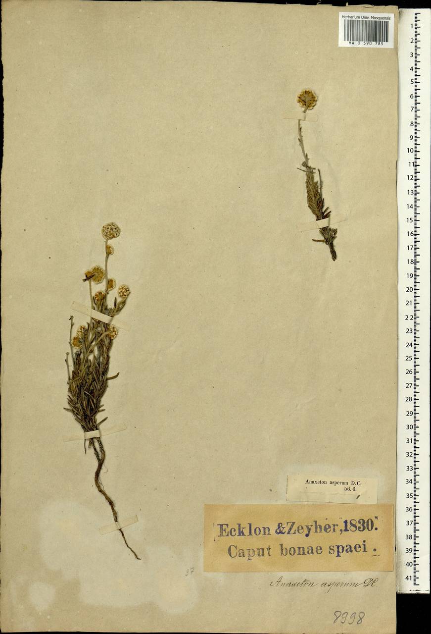 Anaxeton asperum (Thunb.) DC., Africa (AFR) (South Africa)
