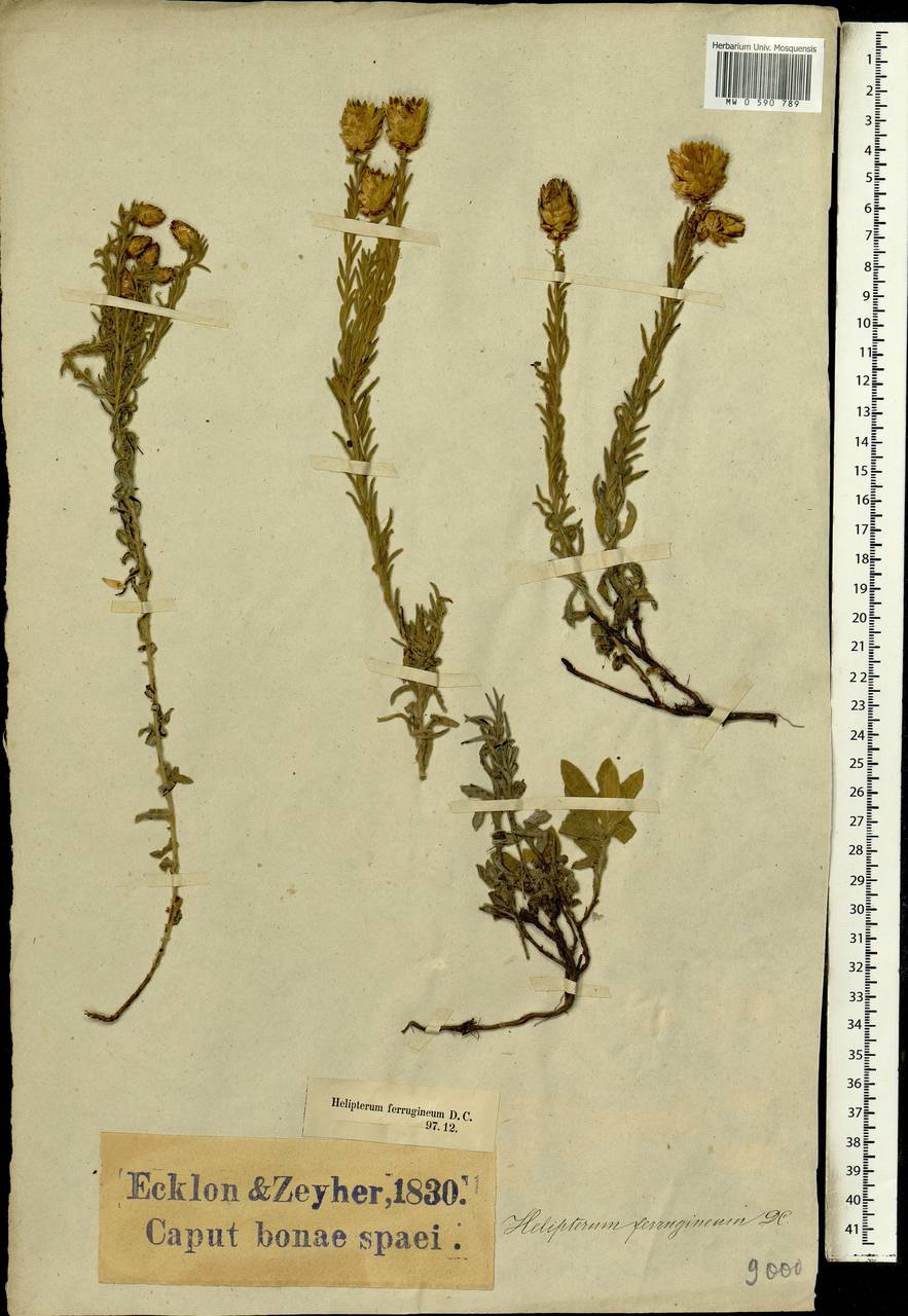 Helipterum ferrugineum (Lam.) Sond. & Harv., Africa (AFR) (South Africa)