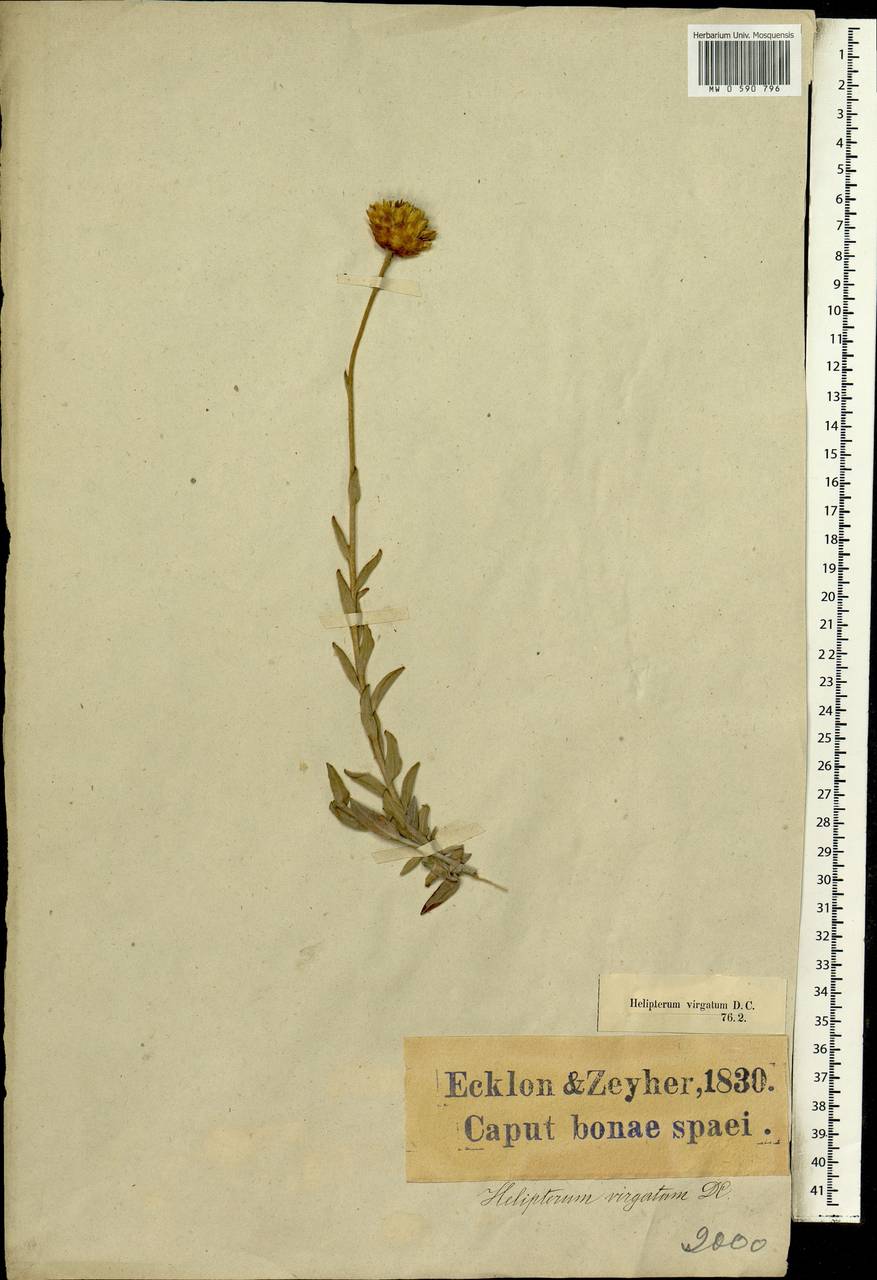 Helipterum virgatum (Willd.) DC., Africa (AFR) (South Africa)