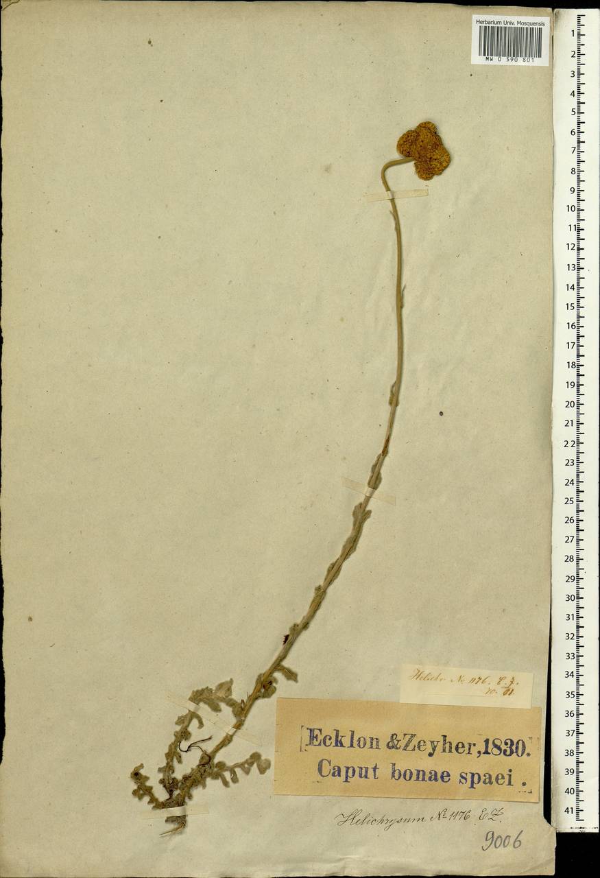 Helichrysum, Africa (AFR) (South Africa)