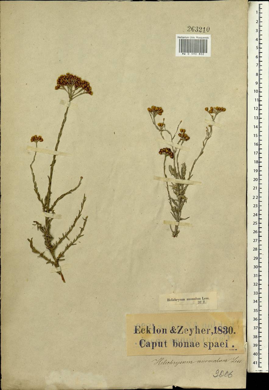 Helichrysum anomalum Less., Africa (AFR) (South Africa)