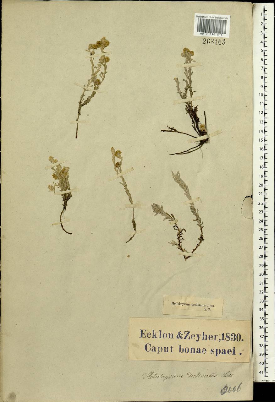 Gnaphalium declinatum L. fil., Africa (AFR) (South Africa)
