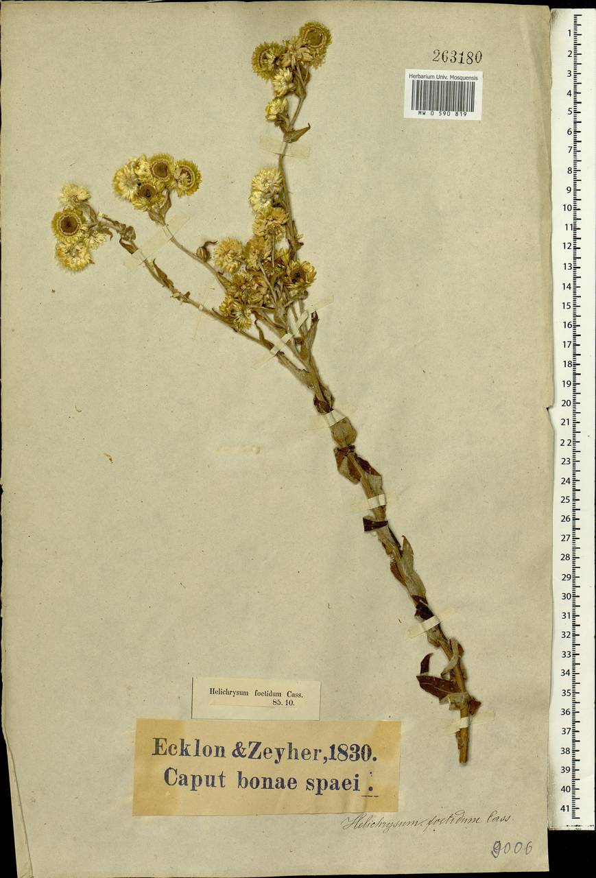 Helichrysum foetidum (L.) Moench, Africa (AFR) (South Africa)