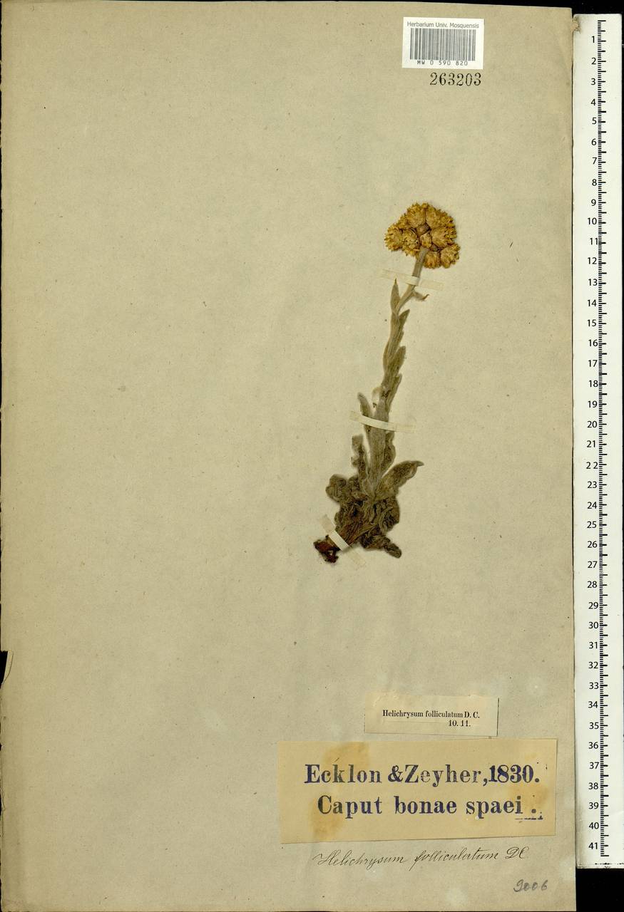 Helichrysum appendiculatum (L. fil.) Less., Africa (AFR) (South Africa)