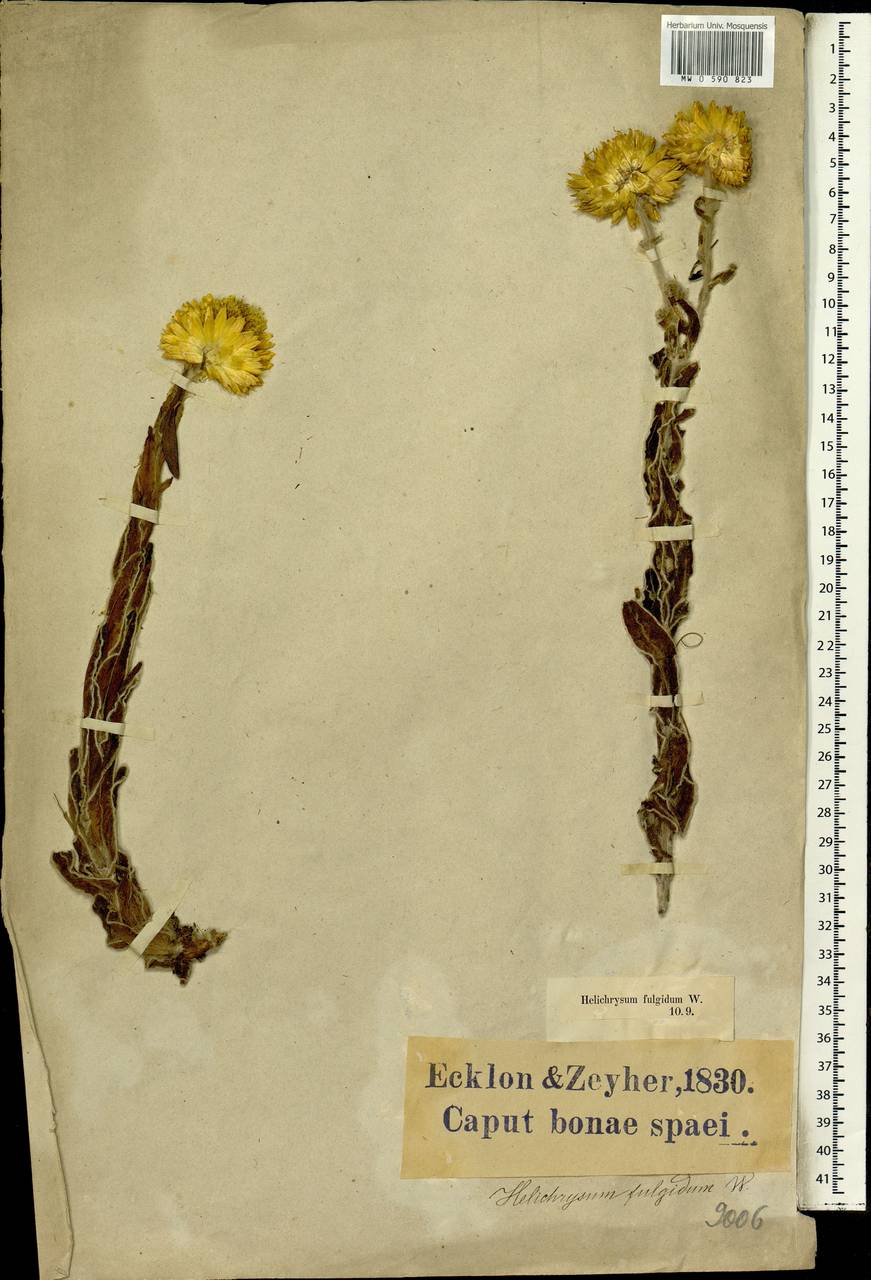 Helichrysum aureum (Houtt.) Merr., Africa (AFR) (South Africa)