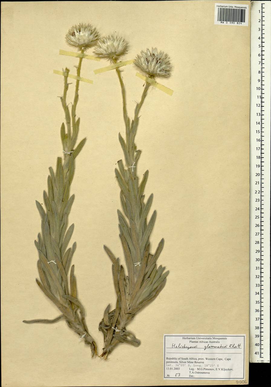 Helichrysum glomeratum Klatt, Africa (AFR) (South Africa)