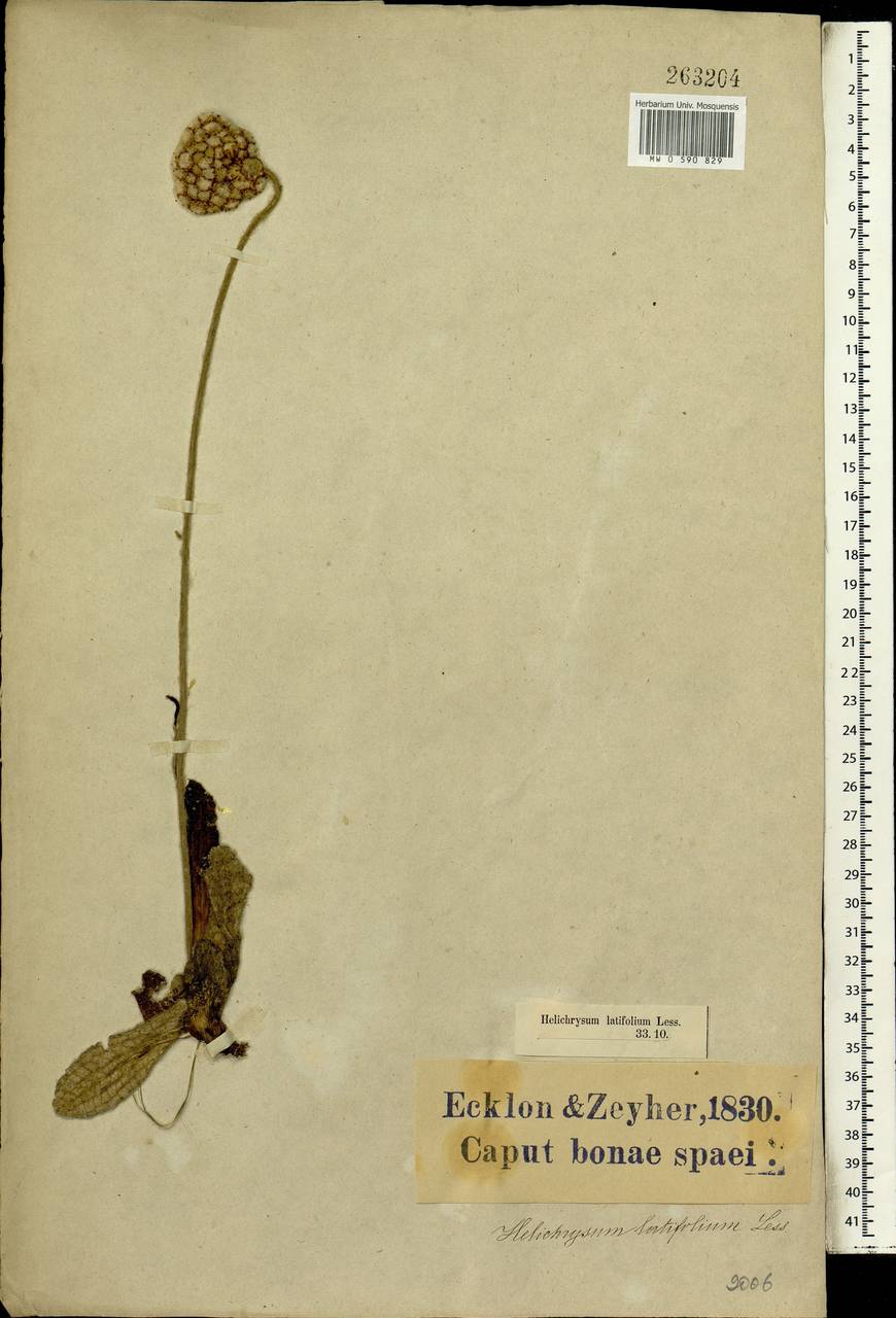 Helichrysum nudifolium var. pilosellum (L. fil.) Beentje, Africa (AFR) (South Africa)