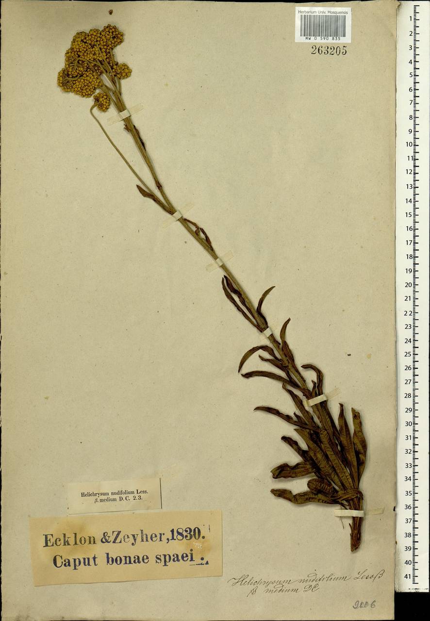 Helichrysum nudifolium (L.) Less., Africa (AFR) (South Africa)