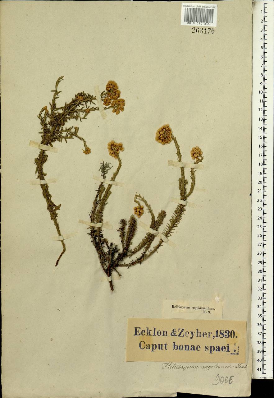 Helichrysum rugulosum Less., Africa (AFR) (South Africa)