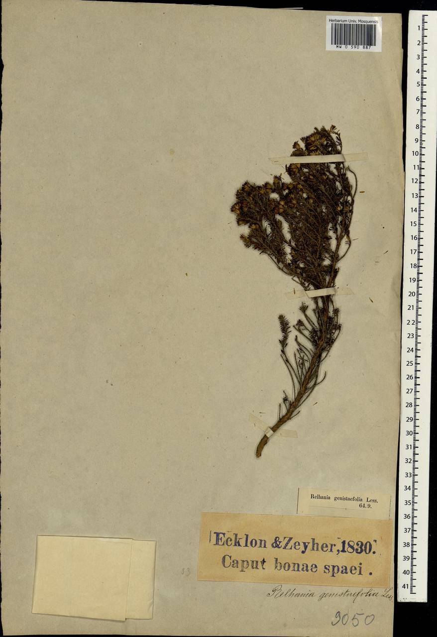 Oedera genistifolia (L.) Anderb. & K.Bremer, Africa (AFR) (South Africa)