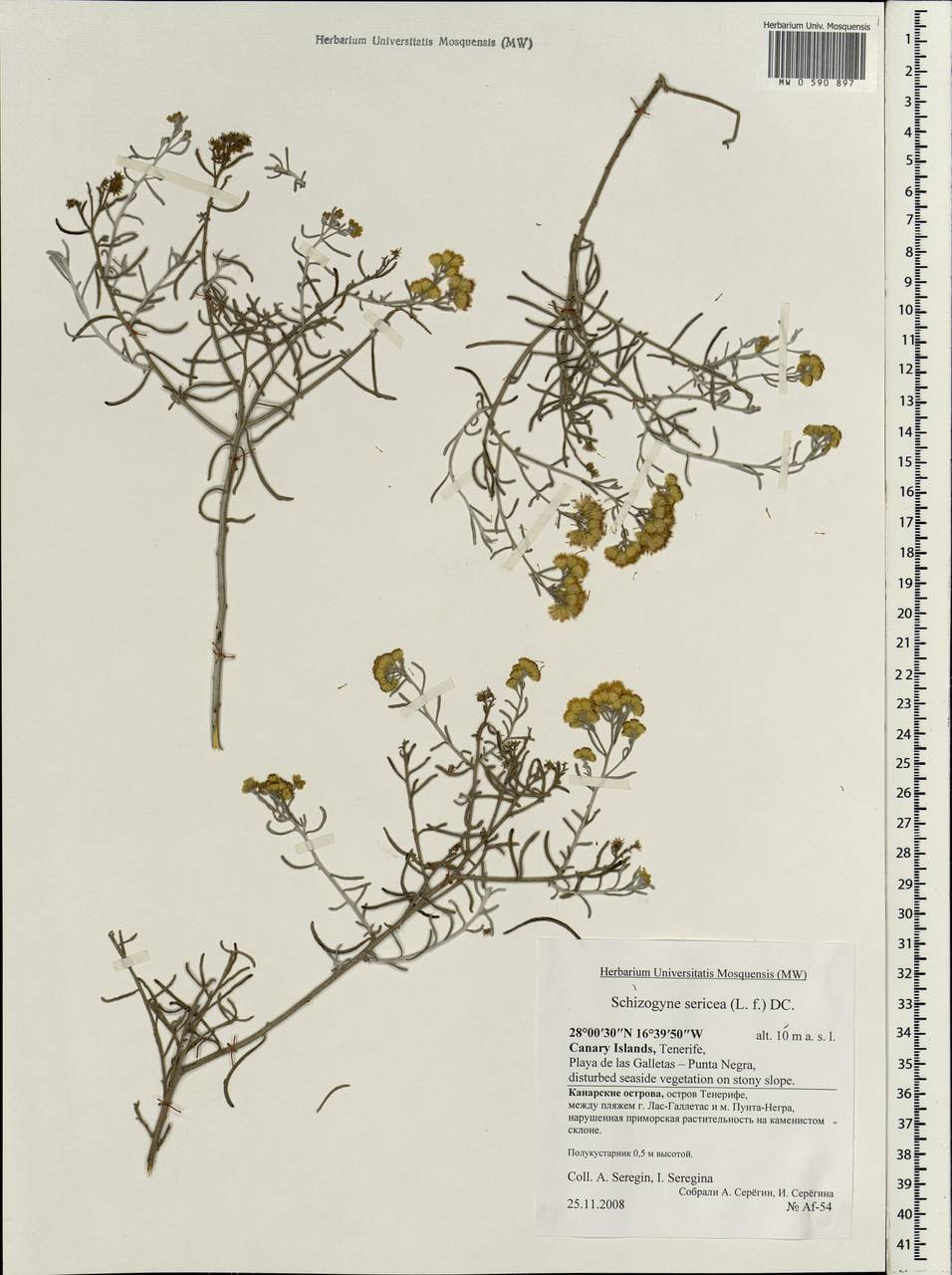 Schizogyne sericea (L.f.) DC., Africa (AFR) (Spain)