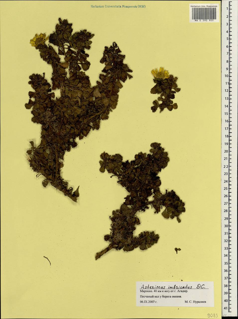 Asteriscus imbricatus (Cav.) DC., Africa (AFR) (Morocco)