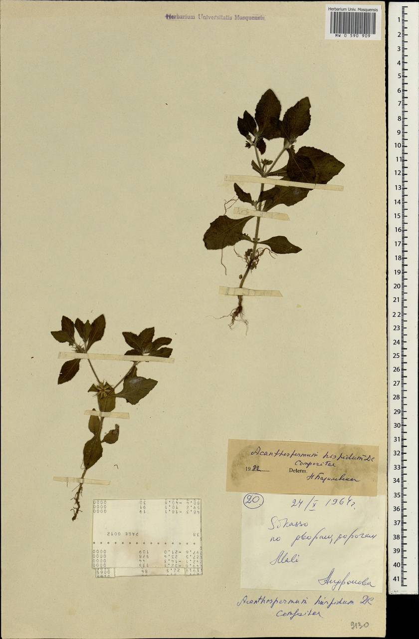 Acanthospermum hispidum DC., Africa (AFR) (Mali)