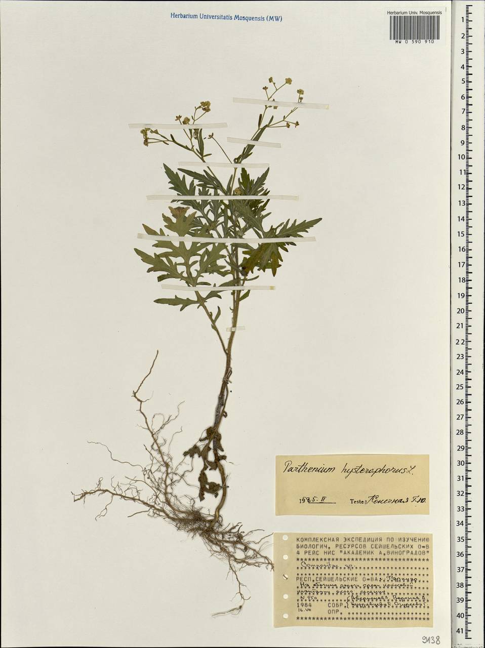 Parthenium hysterophorus L., Africa (AFR) (Seychelles)