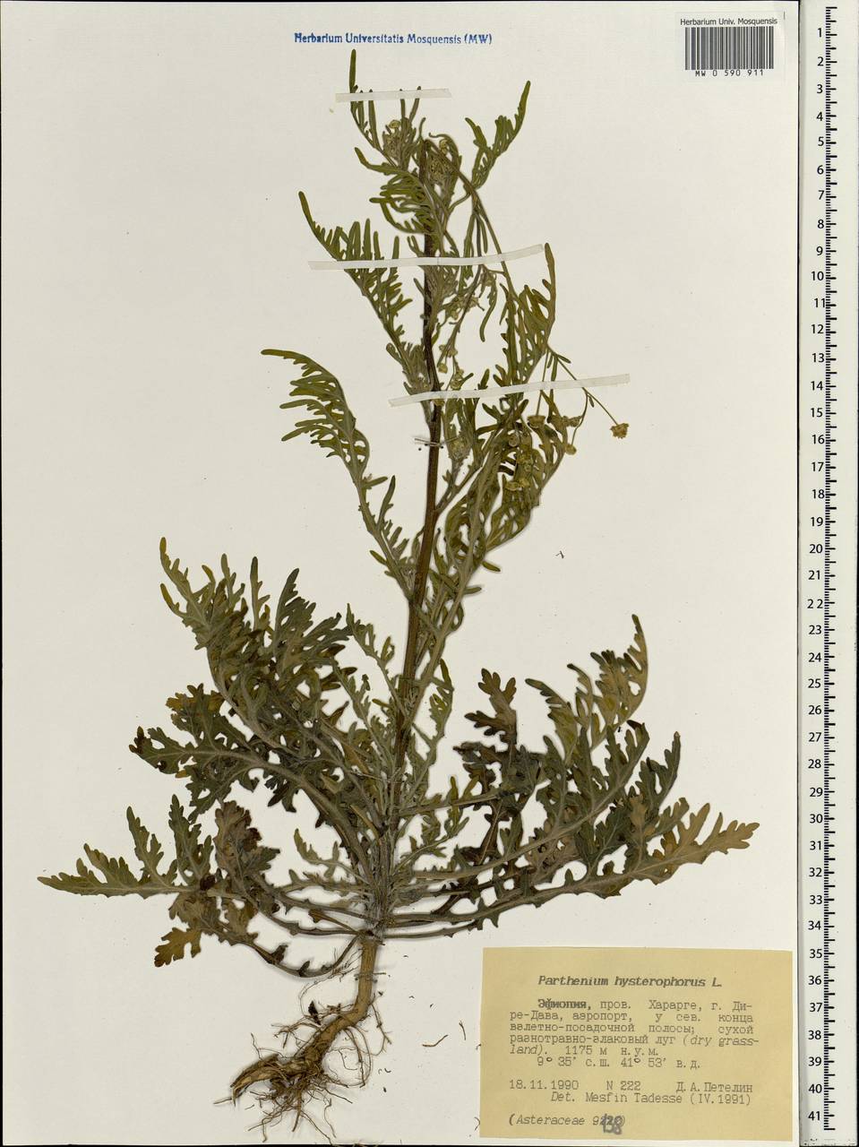 Parthenium hysterophorus L., Africa (AFR) (Ethiopia)