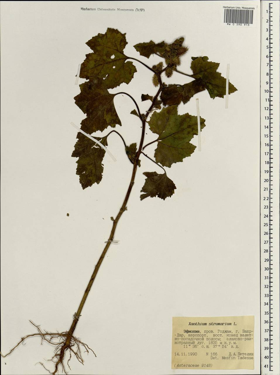 Xanthium strumarium L., Africa (AFR) (Ethiopia)