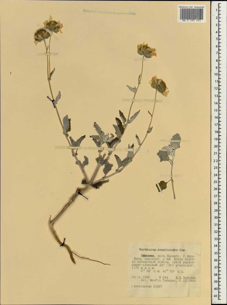 Verbesina encelioides (Cav.) Benth. & Hook. fil. ex A. Gray, Africa (AFR) (Ethiopia)