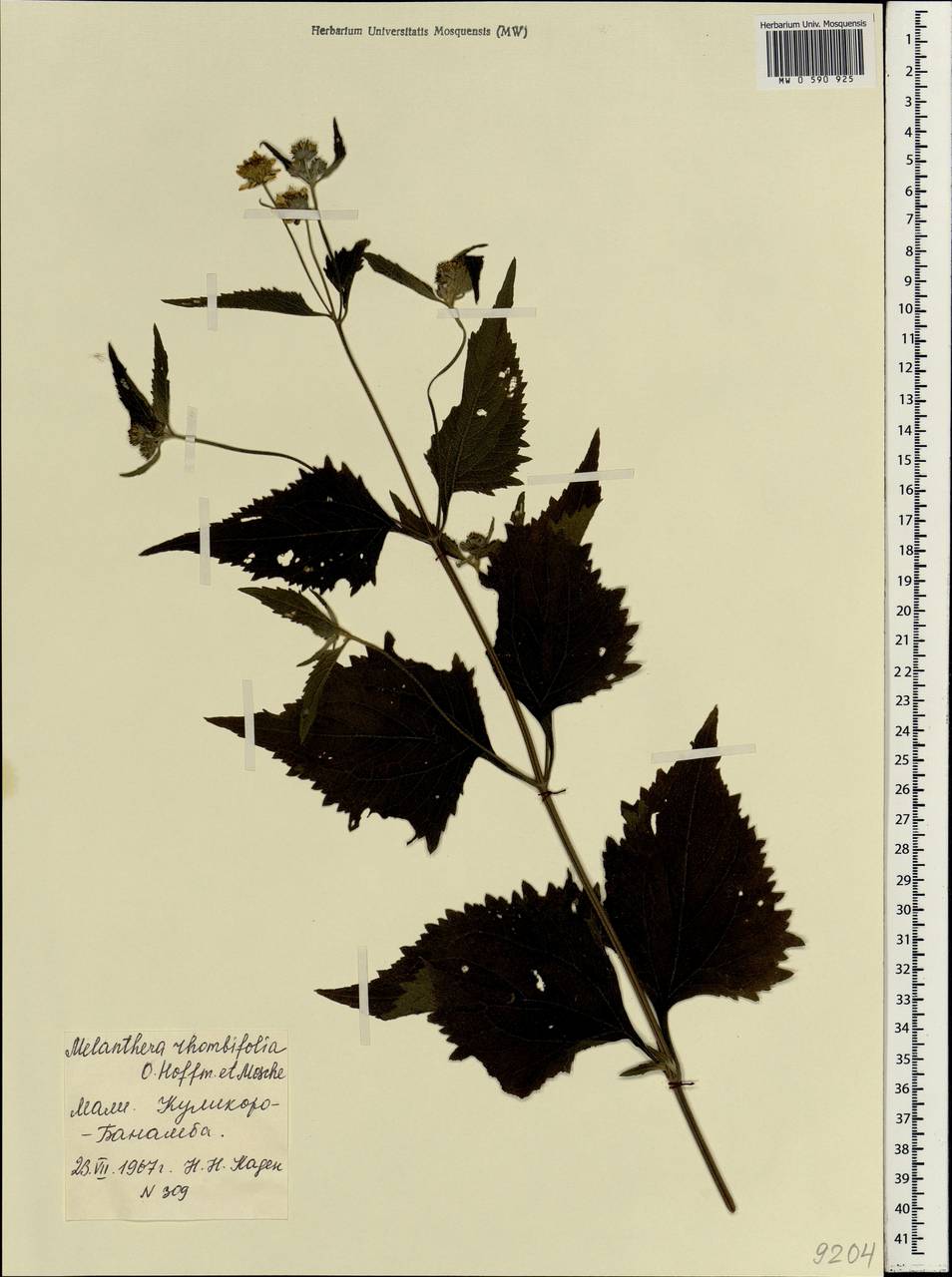 Melanthera rhombifolia O.Hoffm. & Muschl., Africa (AFR) (Mali)