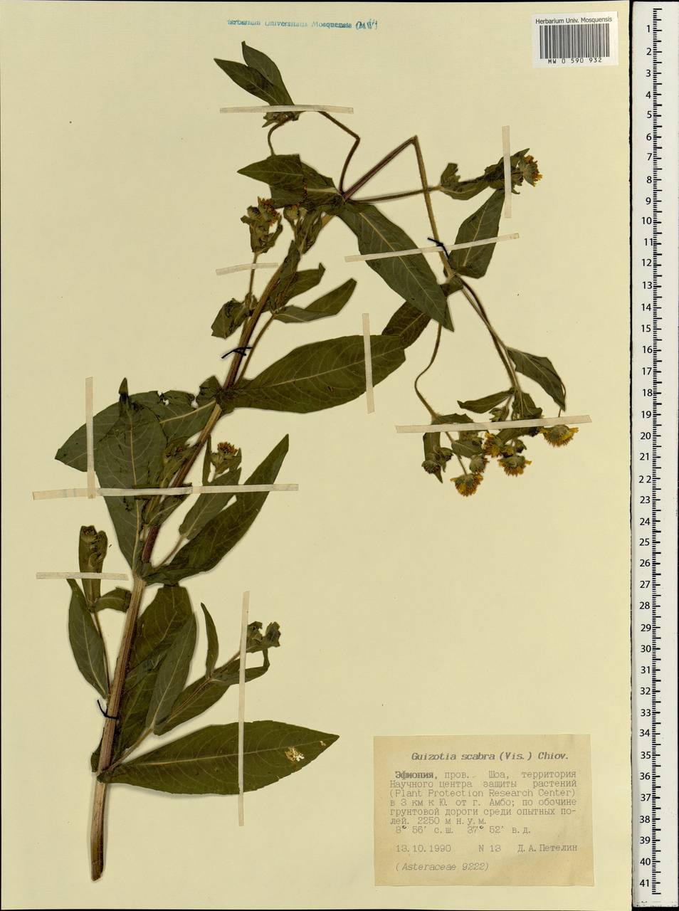 Guizotia scabra (Vis.) Chiov., Africa (AFR) (Ethiopia)