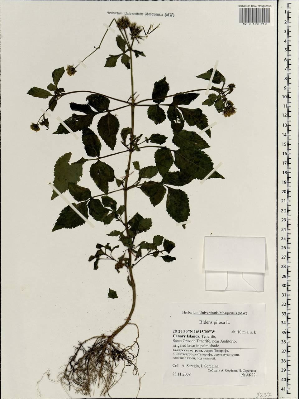 Bidens pilosa L., Africa (AFR) (Spain)