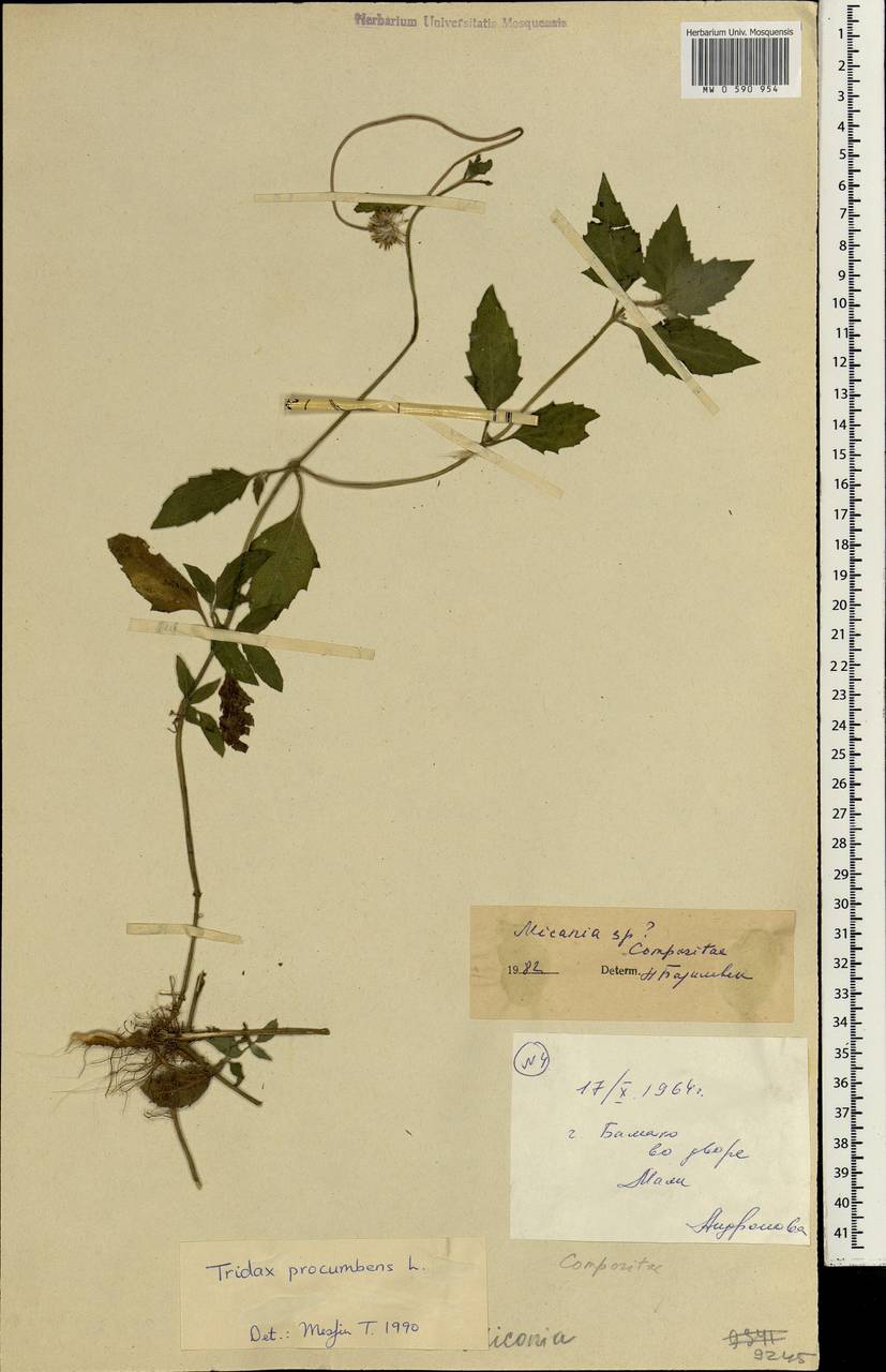 Tridax procumbens L., Africa (AFR) (Mali)