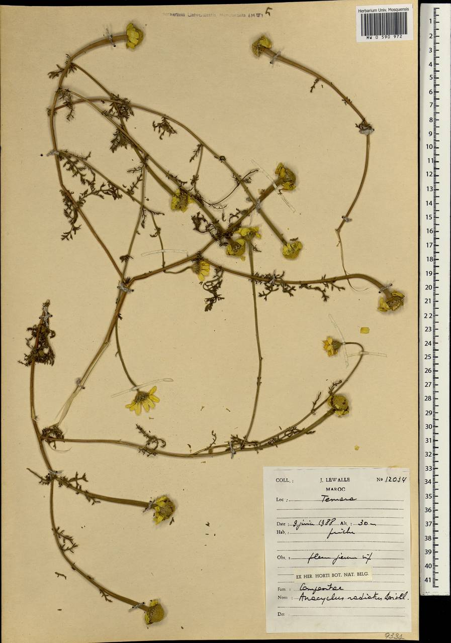 Porophyllum ruderale subsp. macrocephalum (DC.) R.R.Johnson, Africa (AFR) (Morocco)