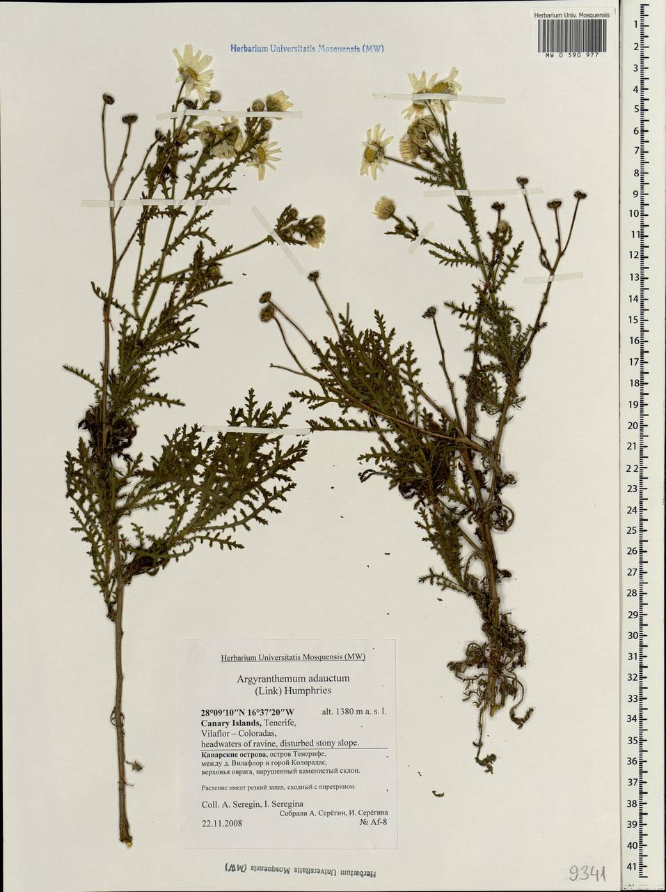 Argyranthemum adauctum (Link) Humphries, Africa (AFR) (Spain)