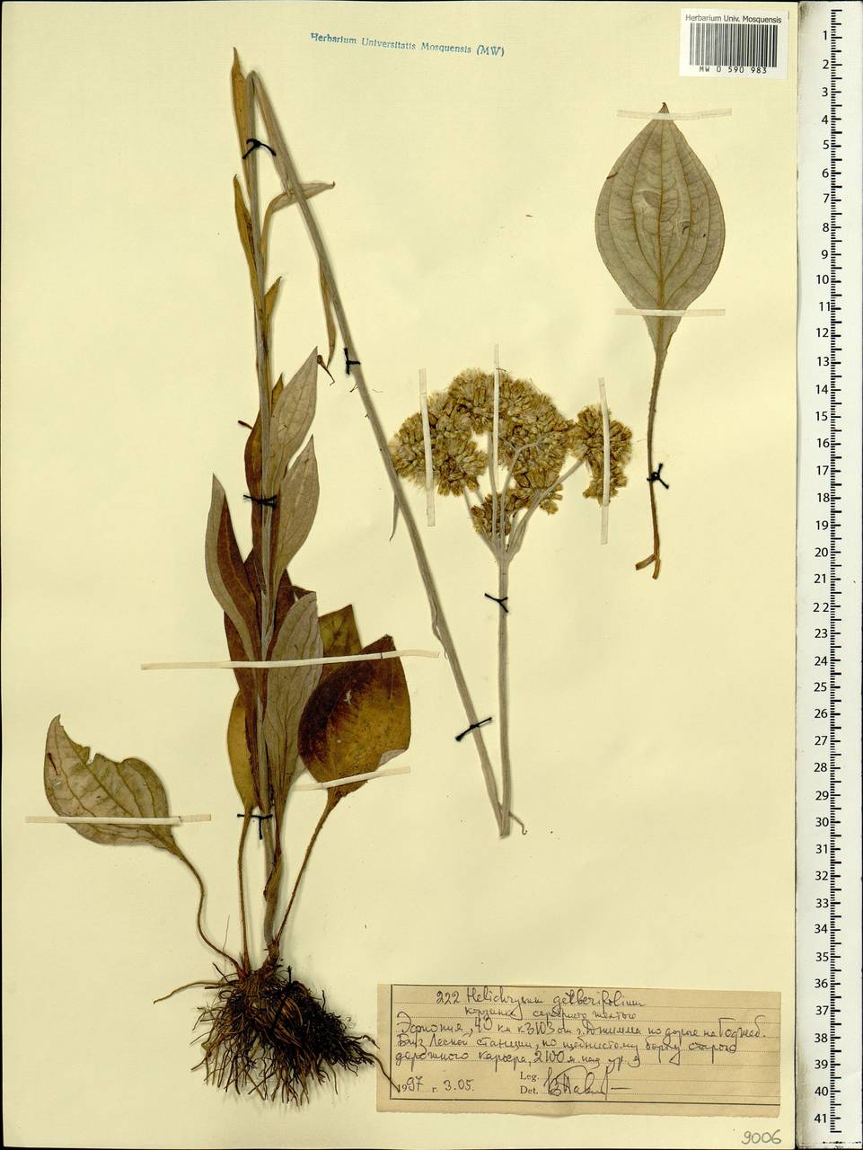 Helichrysum nudifolium (L.) Less., Africa (AFR) (Ethiopia)