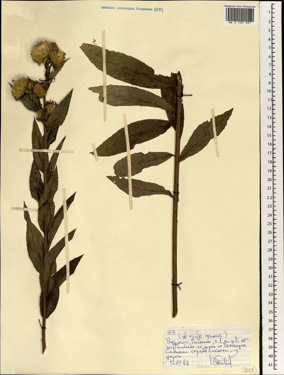 Asteraceae, Africa (AFR) (Ethiopia)