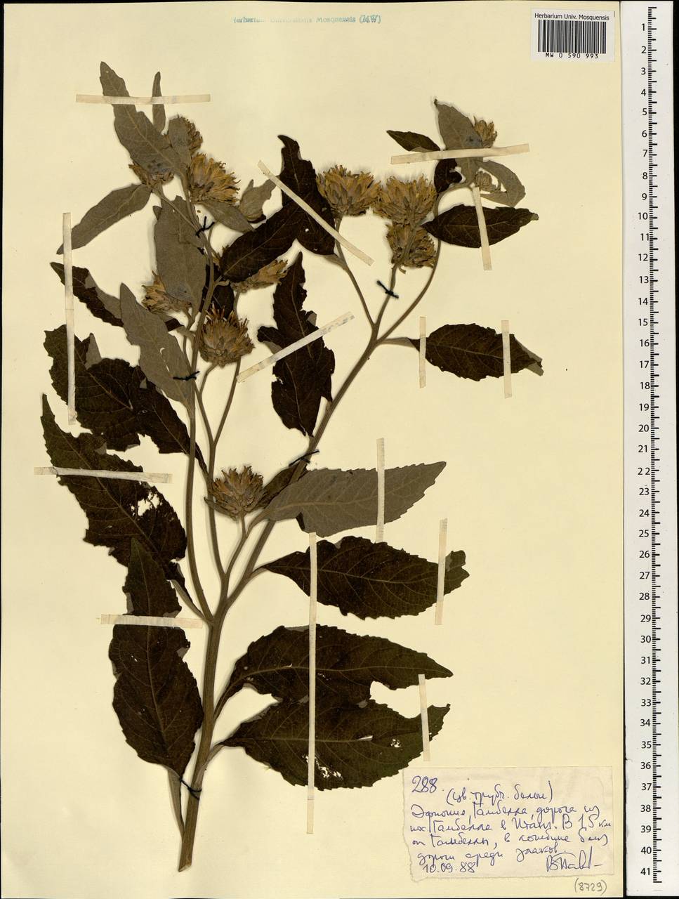 Asteraceae, Africa (AFR) (Ethiopia)