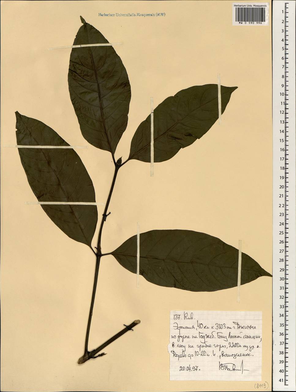 Rubiaceae, Africa (AFR) (Ethiopia)
