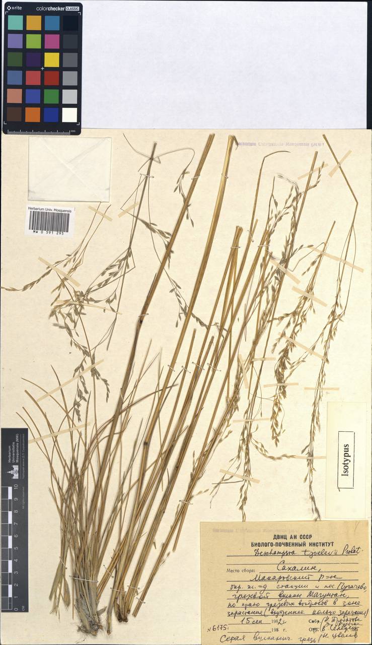 Deschampsia cespitosa subsp. cespitosa, Siberia, Russian Far East (S6) (Russia)