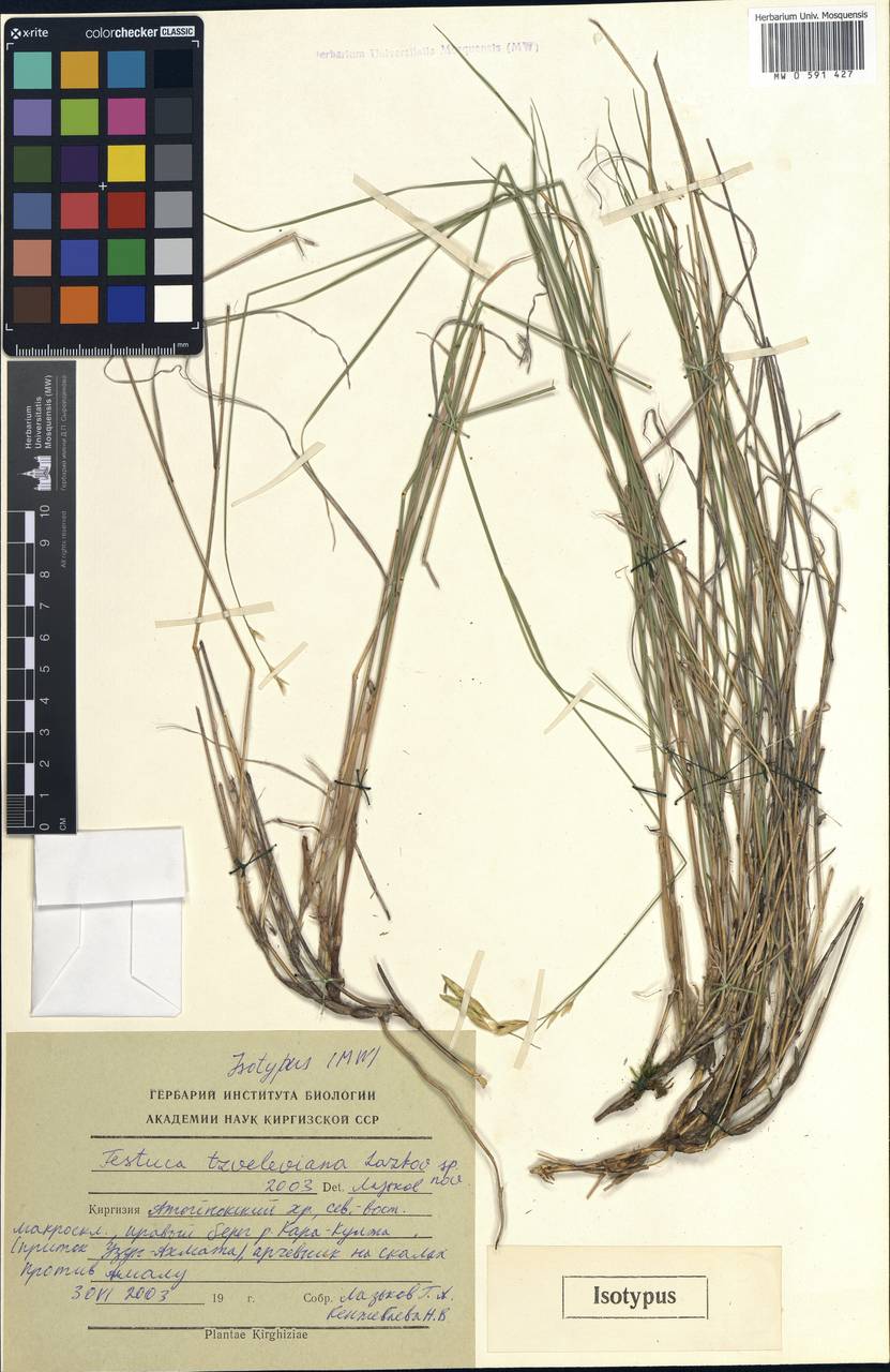 Festuca tzveleviana Lazkov, Middle Asia, Western Tian Shan & Karatau (M3) (Kyrgyzstan)