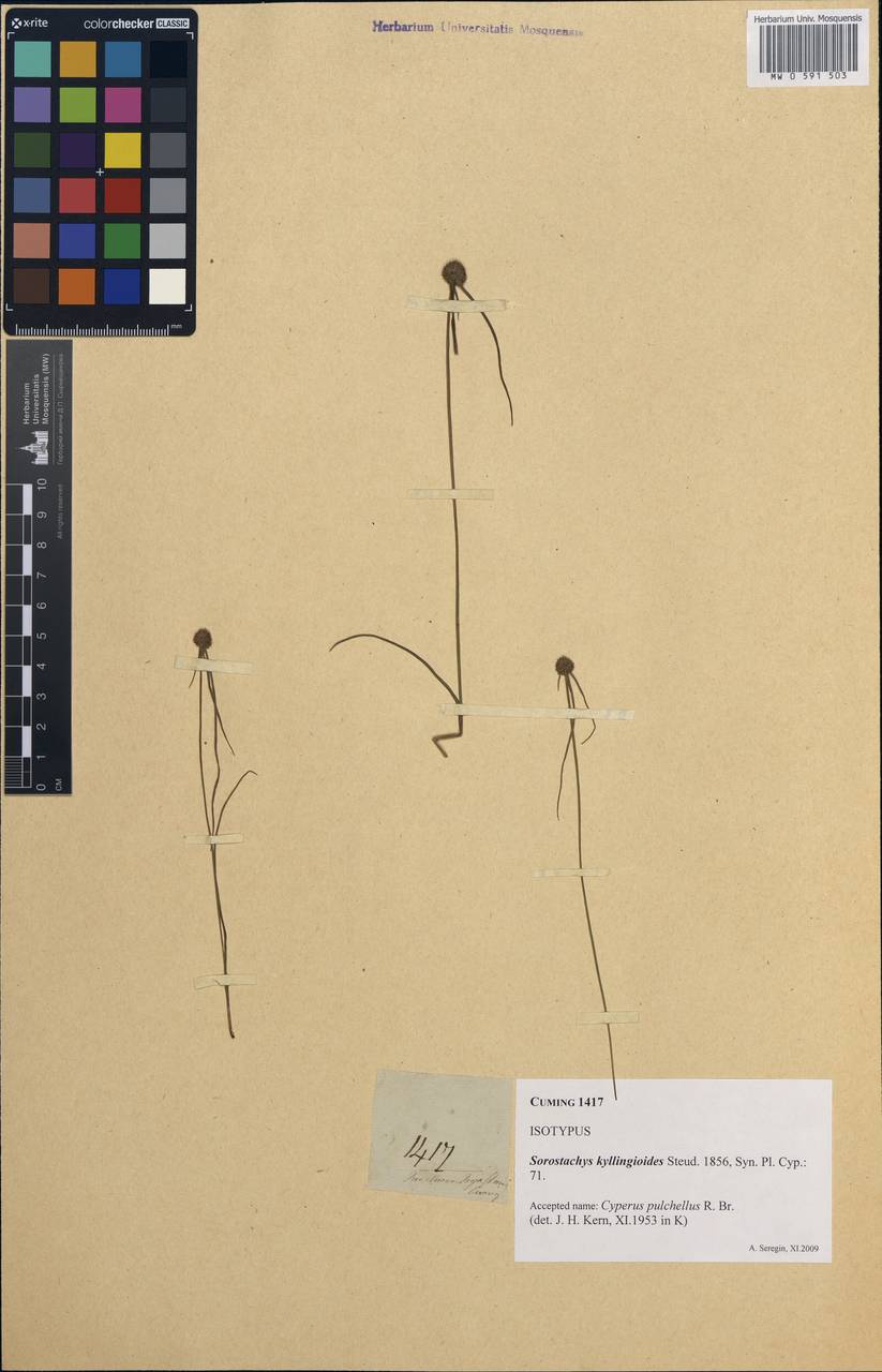 Cyperus pulchellus R.Br., South Asia, South Asia (Asia outside ex-Soviet states and Mongolia) (ASIA) (Philippines)