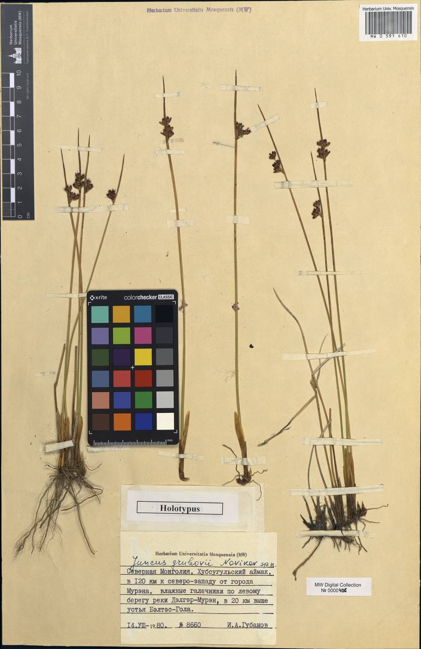 Juncus arcticus subsp. grubovii (Novikov) Novikov, Kirschner & Snogerup, Mongolia (MONG) (Mongolia)