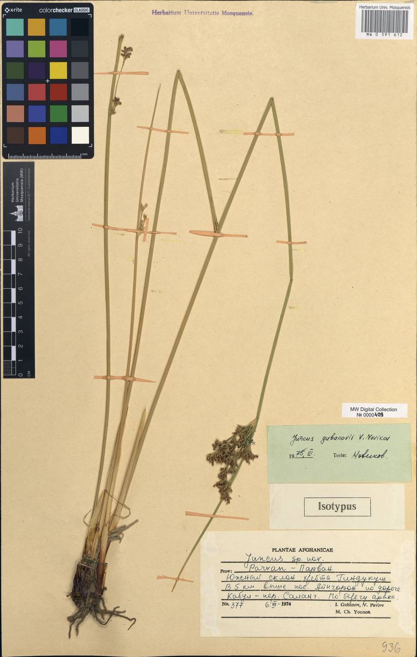 Juncus gubanovii Novikov, South Asia, South Asia (Asia outside ex-Soviet states and Mongolia) (ASIA) (Afghanistan)